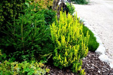 a bed composed of evergreen conifers. fir and thuja of bizarre colors and shapes. variegated and silver