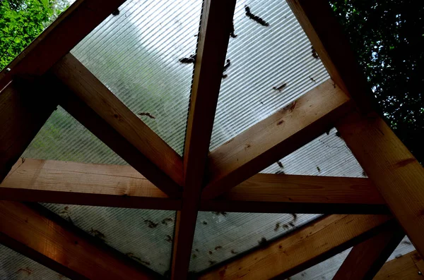 Terrace Wooden Pergola Plexiglass Roof Vines Straining Crawling Beams Garden — Stock Photo, Image