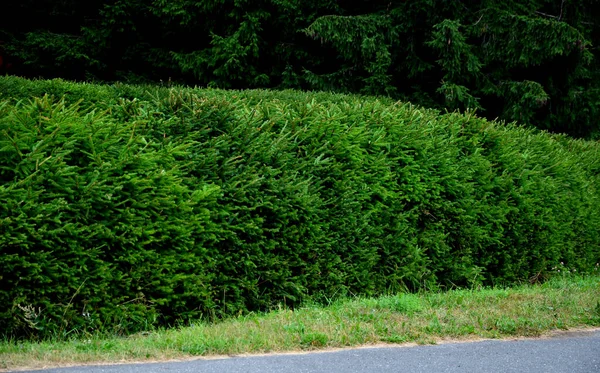 Spruce hedges are popular in mountainous areas, cut green and shaped into a rounded shape. in the meadow by the garden of the cottage