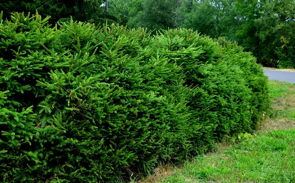 Spruce hedges are popular in mountainous areas, cut green and shaped into a rounded shape. in the meadow by the garden of the cottage