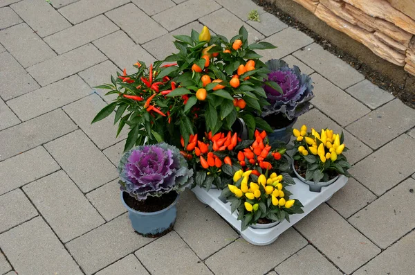 a man chooses plants for the garden, for an ornamental bed. box, planter with plants and ornamental cabbage and peppers with colorful red leaves and fruits. in his hand