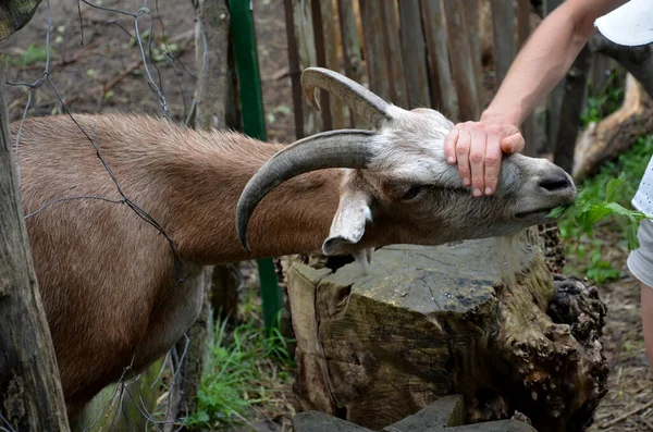 a beautiful young woman in a dress with a leather handbag feeds a goat with horns, also stroking its head. the goat man is in pen behind fence. stumps cut into shape of gears. love of agronomy