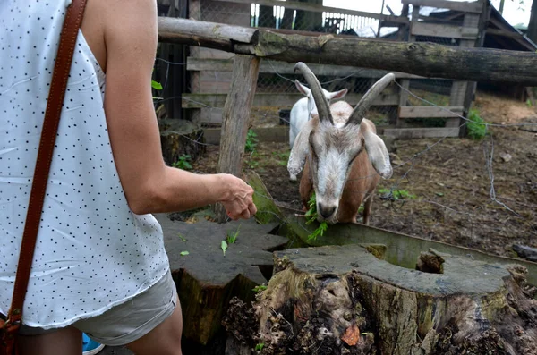 a beautiful young woman in a dress with a leather handbag feeds a goat with horns, also stroking its head. the goat man is in pen behind fence. stumps cut into shape of gears. love of agronomy