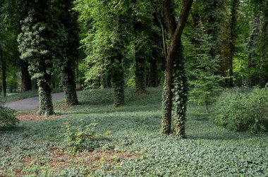 park path through an English park with old tree-covered trunks. trowel gray path for bicycles and pedestrians, undergrowth