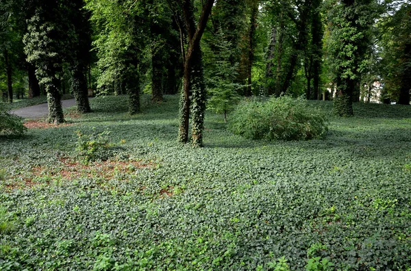 park path through an English park with old tree-covered trunks. trowel gray path for bicycles and pedestrians, undergrowth
