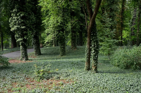 park path through an English park with old tree-covered trunks. trowel gray path for bicycles and pedestrians, undergrowth
