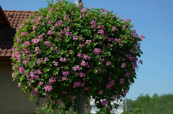 Plastikten yapılmış dekoratif saksıları olan sütunlar. Sepet şeklinde çiçekler asmak, çelenk. Sokak lambalarını ve otoparkları süslüyor.