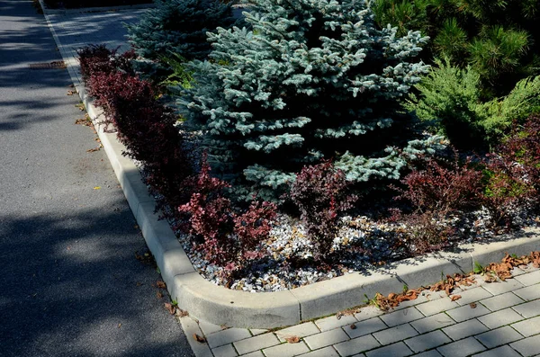 Küreler ve düz örtüler şeklinde kesilmiş çalıların renkli çörekleri. Kırmızı, sarı ve kahverengi yapraklar şehir meydanındaki yeşil çimlerle tezat oluşturuyor.