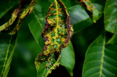 Kış boyunca yaprakların, fındık kabuklarının ve ağaçların altında meyvelerin arasında saklanır. Tomurcuklanan mantar kütleleri ve kış sporları olgunlaşır. Nem ve rüzgarı serbest bırakırlar ve aktarılırlar.