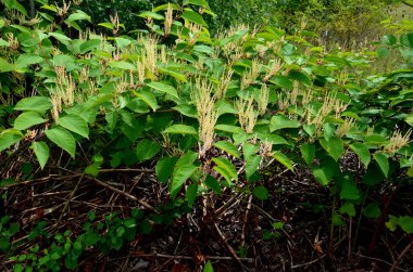 Herbaceous bitkisi 24 metreye kadar büyür, güçlü, geniş çaplı yayılan rizomlarla büyük klonsal koloniler oluşturur.. 