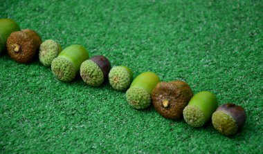 Yeşil halı arka planında bir sıra meşe palamudu. Farklı şapkaları olan insanlar kuyruğunda. Farklı yaşlarda, boyutlarda ve ten renginde insanların kafaları. Topları çapraz hizalıyorum.