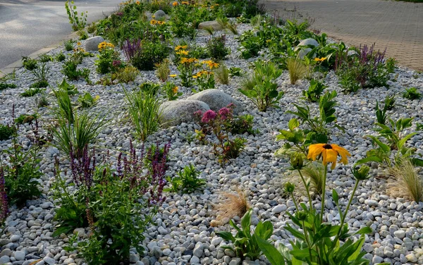 Ornamental Flowerbed Perennials Stones Made Gray Granite Mulched Pebbles City — стоковое фото