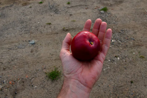 apple, is a kind of apple native to certain parts of China, Afghanistan, Kazakhstan, Kyrgyzstan, and Uzbekistan noted for its red-fleshed, red-skinned fruit and red flowers