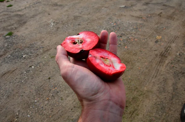 apple, is a kind of apple native to certain parts of China, Afghanistan, Kazakhstan, Kyrgyzstan, and Uzbekistan noted for its red-fleshed, red-skinned fruit and red flowers