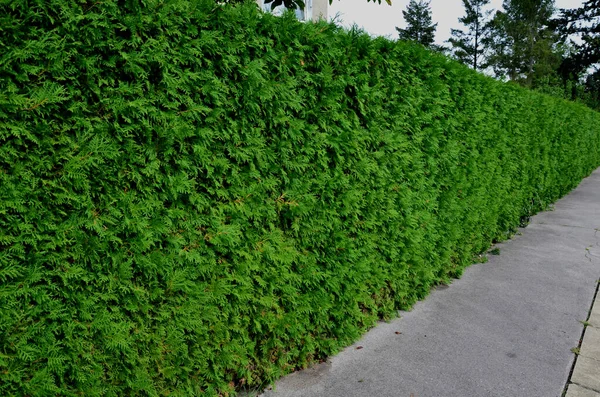 修剪绿色常绿针叶树的树篱 做了一道绿色的墙 把花园和街道隔开了 — 图库照片