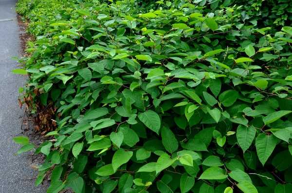 Planta Perenne Herbácea Que Crece Hasta Los Altura Con Rizomas — Foto de Stock