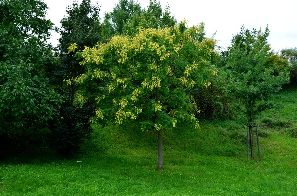 它的花蕾呈青铜红色 夏天呈鲜绿色 秋天呈橙色 秋天呈橙色 然后呈金黄色 因此得名于美国的金雨树 — 图库照片