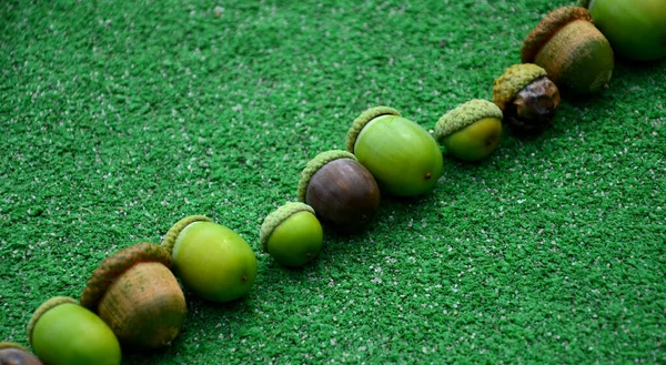 Fila Las Bellotas Sobre Fondo Verde Alfombra Cola Personas Con — Foto de Stock