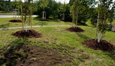 Yolun kenarındaki sokakta ağaçlar. Bir sırada ağaçlar bir deliğe dikilir. İşçi eldivenli, bagajı aşırı ısınmaya ve bahar güneşinin kabuğunu çatlatmaya karşı boyuyor. Konteynır, yeşil, uzanmış.