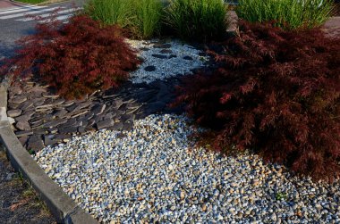 Akçaağaç, 4 metre yüksekliğe ve 3 metre genişliğe ulaşan hızlı büyüyen bir tarla. Göreceli olarak havadar, daha sonra kalınlaşan yuvarlak bir taç oluşturur. Yedi yapraklı yaprakların ilkbaharda koyu mor renkleri vardır.,