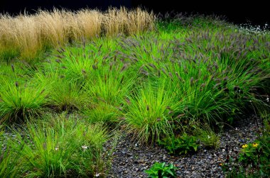 Süslü otlarla dolu çiçek tarhı sonbahar güneşinde kuru yapraklar sarı yaprak demetleri parlar. Arka plandaki çalılıklarda ve boynuz direğinin yaşam alanında. Kahverengi yapraklar çimenlik, kaldırım taşı, kumtaşı