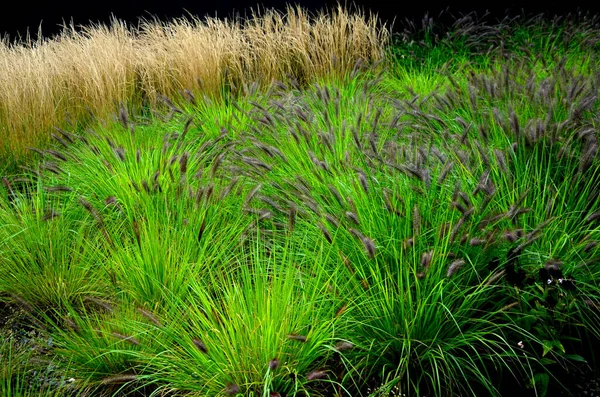 Macizo Flores Con Hierbas Ornamentales Hojas Secas Sol Otoño Brilla — Foto de Stock