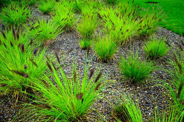 Canteiro Flores Com Gramíneas Ornamentais Folhas Secas Sol Outono Brilha — Fotografia de Stock