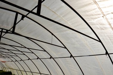 Kemer şeklinde folyo serası. Önceden yetişen sebzeler ve süs bitkilerinin ısı isteyen ürünleri için uygun. Ucuz ve ferah binalar çabucak inşa edilebilir. Isıtıcıları yok.