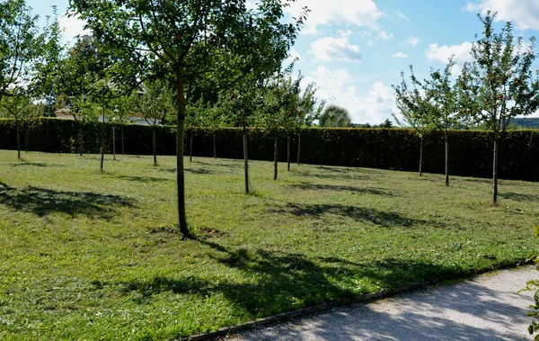 apple orchards in regular rows, the spacings bounded by a high boxwood wall, a hedge. park paths around the meadow. new space, quiet ecological countryside landscape