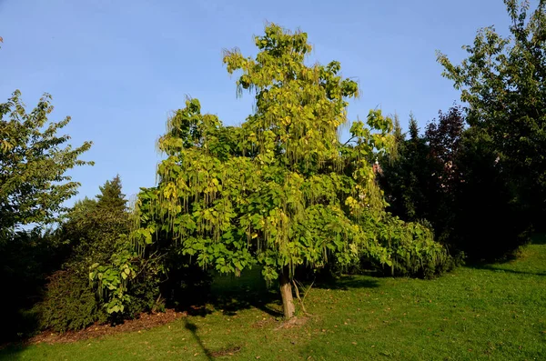 It is a low tree, with large leaves. The heart-shaped leaves are light to medium green. The tree maintains a broadly spherical, compact crown, an alley in the city park by the road