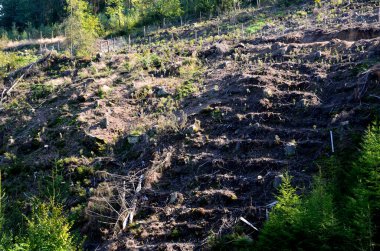 Ormandaki açıklık orman toprağına zarar veriyor. Bütün dallar ve kalıntılar alındı. Toprak yamaçtan aşağı sürüklendi.