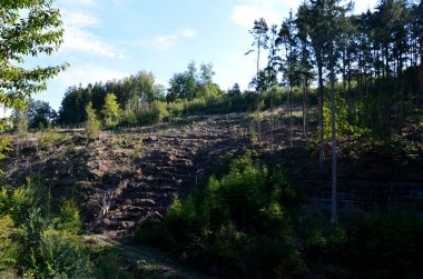 Ormandaki açıklık orman toprağına zarar veriyor. Bütün dallar ve kalıntılar alındı. Toprak yamaçtan aşağı sürüklendi.
