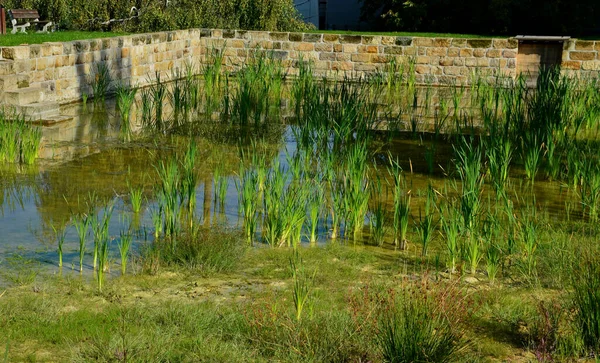 restoration of a pond with a stone wall buried under the terrain. fire tank with beveled stone paved ramp. stone blocks joined with mortar. the habitat is water and a growth of reeds