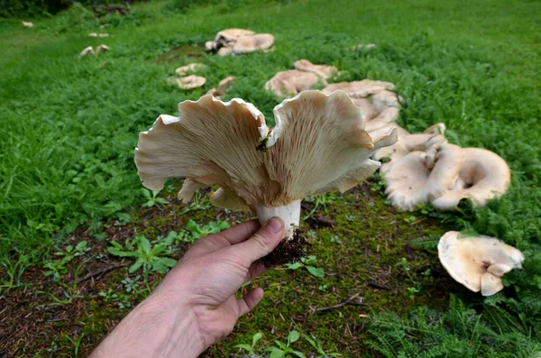 Kappe 100300 Breit Fein Samtig Bald Tief Trichterförmig Manchmal Fächerförmig — Stockfoto