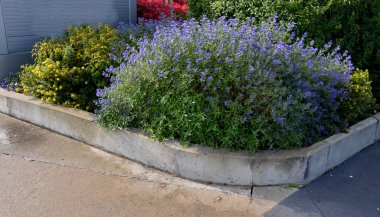 Bahçe, bahçelerden ve parklardan alınan çim kesikleri için yeşil teneke bir kap. Bir adam otun kalitesini ve miktarını elle kontrol eder. Geri dönüşüm gübresindeki bir avuç yeşil biyolojik madde