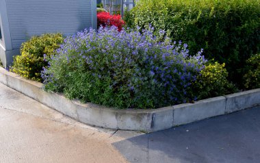 Bahçe, bahçelerden ve parklardan alınan çim kesikleri için yeşil teneke bir kap. Bir adam otun kalitesini ve miktarını elle kontrol eder. Geri dönüşüm gübresindeki bir avuç yeşil biyolojik madde