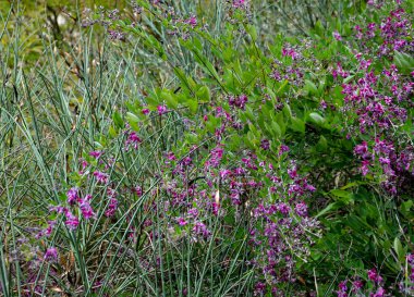Kurumuş form, taze sıkılmış meyve suyu ya da yoğunlaştırılmış içecekler olarak binlerce yıldır geleneksel Asya ilacı ve fonksiyonel gıda olarak kullanılmaktadır. Araştırmalar gösteriyor ki