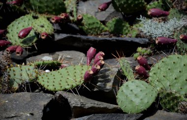 Bu nedenle kaktüslere aittir. Belirli bir yapının sulu saplı bitkileri. Bu bitki grubunun birçok temsilcisi gibi, dikenli büyük yeşil yapraklara sahiptir. 