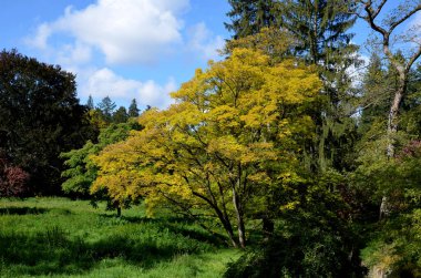Kafkas cevizi ya da Kafkas cevizi, sarı yapraklı sonbahar ağacı çayırı parkta. Mavi gökyüzü ve sakin beyaz bulutlar.