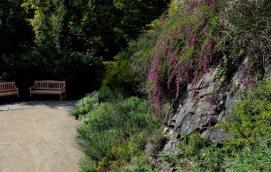 Kurumuş form, taze sıkılmış meyve suyu ya da yoğunlaştırılmış içecekler olarak binlerce yıldır geleneksel Asya ilacı ve fonksiyonel gıda olarak kullanılmaktadır. Araştırmalar gösteriyor ki