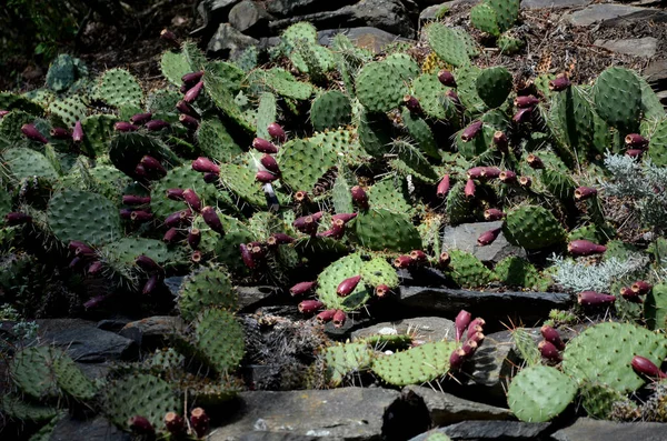 It therefore belongs to cacti, i.e. plants with succulent stems of a specific structure. Like many other representatives of this plant group, it has large green leaves with thorns, while the flowers