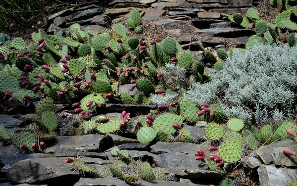 It therefore belongs to cacti, i.e. plants with succulent stems of a specific structure. Like many other representatives of this plant group, it has large green leaves with thorns, while the flowers