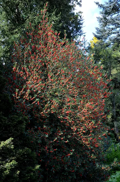 冬青是每个花园的一个非常引人注目的装饰 其锯齿状的叶子来源于冬青的基本种类 其边缘 浆果红色 — 图库照片