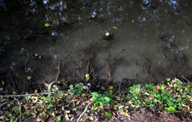 Ağaçların, su ve besin maddelerini çektikleri dereye uzanan yoğun dallı kökleri vardır. Su erozyonuna karşı kıyıları güçlendirir..