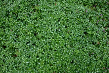 Küçük, kapüşonlu, somon pembesi çiçekler bahar sonlarında sapların sonunda çekici sarmaşıklarda açılır ve sonbahara doğru ara sıra devam eder..