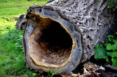 Ağaç oyuğu, bir ağacın dalında doğal olarak oluşmuş yarı kapalı bir oyuktur. Esasen eski ağaçlarda bulunur, kesim, testere, kalite, güvenlik., 