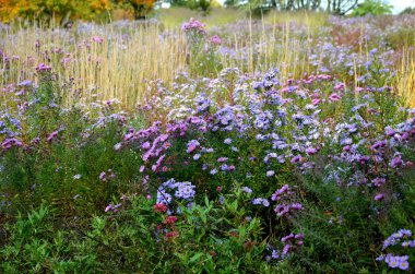 Çiçek tarhında çiçek açan asterler bir monokültür, bir çiçek halısı oluşturur. daha uzun çimlerin arkasında. Bahçe düzenlemesi güneşli karakter