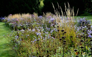 Çiçek tarhında çiçek açan asterler bir monokültür, bir çiçek halısı oluşturur. daha uzun çimlerin arkasında. Bahçe düzenlemesi güneşli karakter