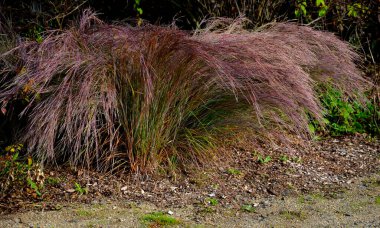 is native to prairies and woods from Maine to Alberta and Idaho, and south to Florida and Arizona. Deer resistant. Native meadows, mass plantings. Low maintenance ornamental grass clipart