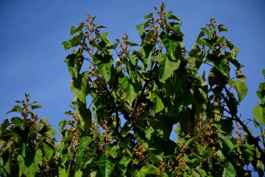 Hızlı büyür, yaprakları, çiçekleri ve aynı zamanda meyveleriyle göze çarpar. Yaprakları birleştirmek için geniş oval. Yüksük çiçekleri açık mor renktedir ve sarı çizgileri vardır. 
